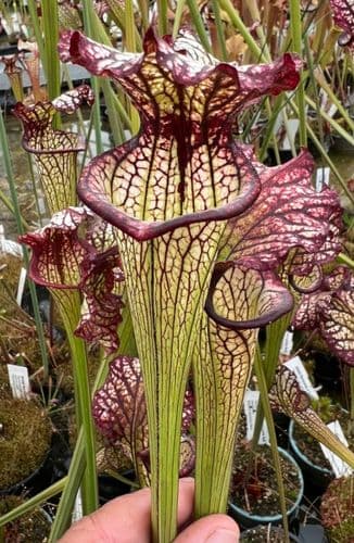 SH052 Sarracenia X cv Lynda Butt