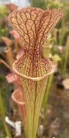 S.leucophylla x S.oreophila | North American Pitcher Plant