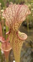 S.leucophylla x S.oreophila | North American Pitcher Plant
