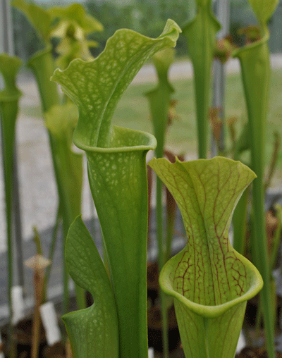 S.leucophylla x S.oreophila | North American Pitcher Plant