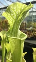 S.leucophylla x S.oreophila | North American Pitcher Plant