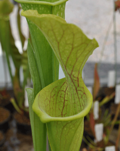 S.leucophylla x S.oreophila | North American Pitcher Plant