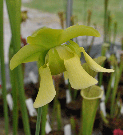 S.leucophylla x S.oreophila | North American Pitcher Plant