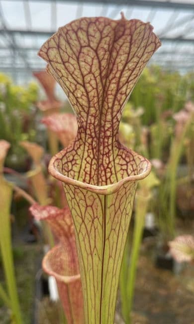 S.leucophylla x S.oreophila | North American Pitcher Plant