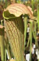 S.alata x S.leucophylla pubescent | North American Pitcher Plant