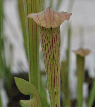 S.alata x S.leucophylla pubescent | North American Pitcher Plant