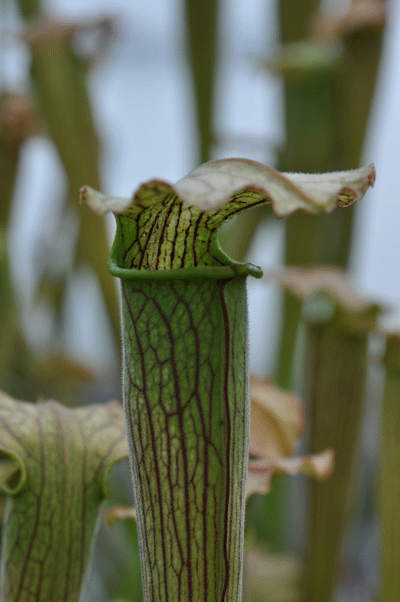 S.alata x S.leucophylla pubescent | North American Pitcher Plant