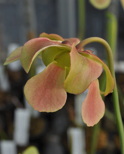 S.alata x S.leucophylla pubescent | North American Pitcher Plant