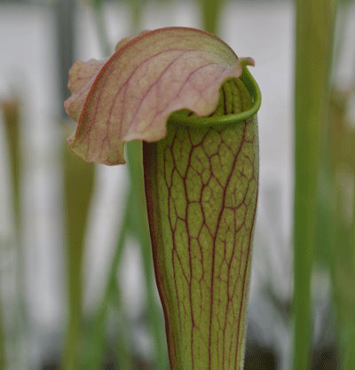 SH054 Sarracenia alata x Sarracenia leucophylla pubescent