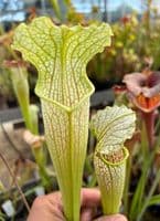 SH055 S. x areolata Hidden Blushes