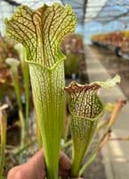 SH055 S. x areolata Hidden Blushes