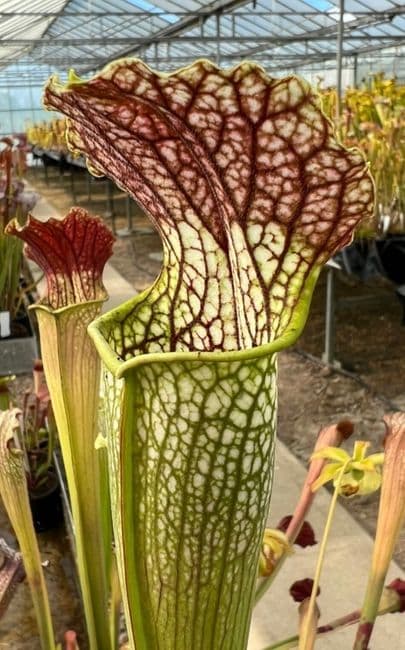 SH055 S. x areolata Hidden Blushes