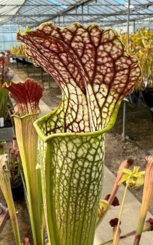 SH055 S. x areolata Hidden Blushes