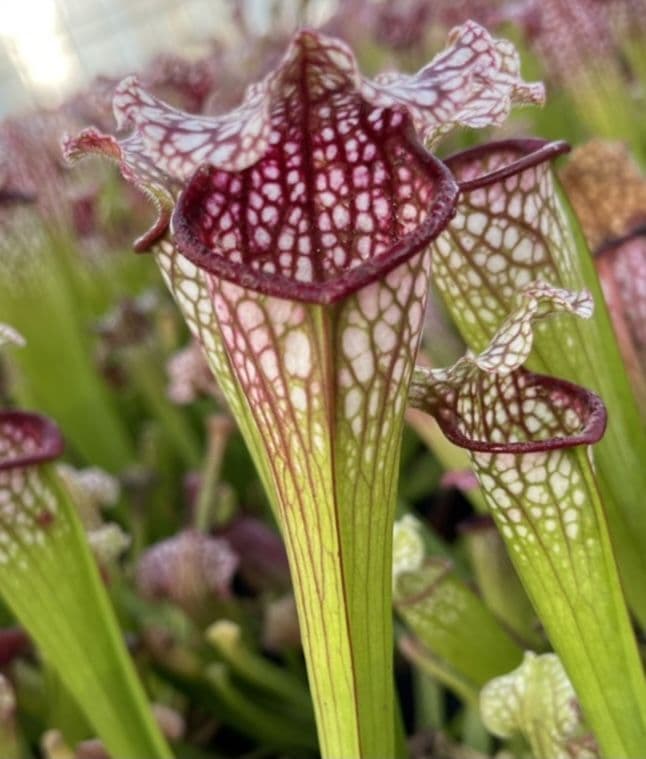 SH057 Sarracenia cv  Bella  ( Juthatip Soper x Sarracenia leucophylla)