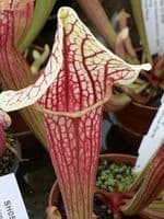 Sarracenia cv Eva medium | North American Pitcher Plant
