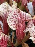 Sarracenia cv Eva medium | North American Pitcher Plant