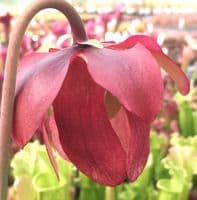 Sarracenia cv Eva medium | North American Pitcher Plant