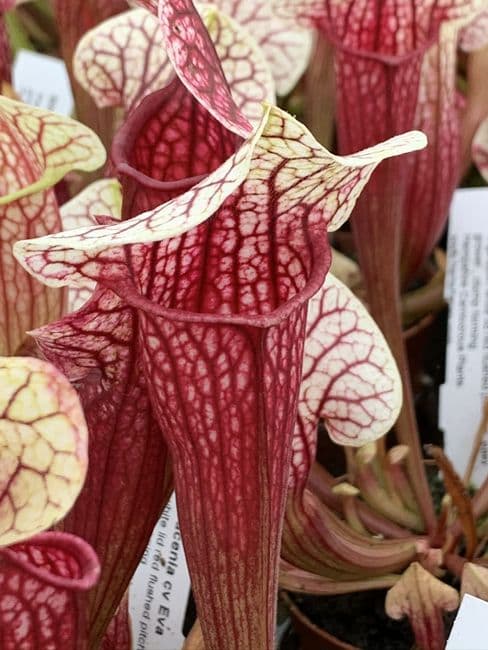 Sarracenia cv Eva medium | North American Pitcher Plant