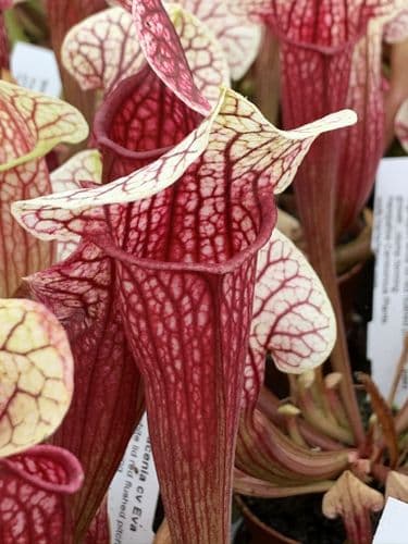 SH058 Sarracenia cv Eva