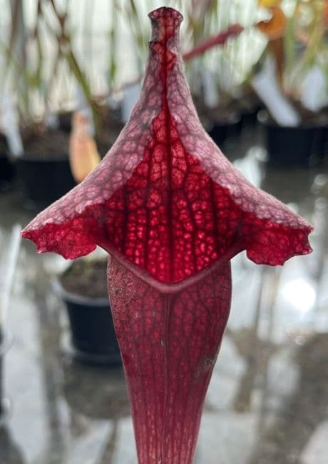 SH059 S. x mitchelliana