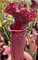 Sarracenia Mr Purple Haze | North American Pitcher Plant