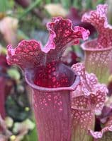 Sarracenia Mr Purple Haze | North American Pitcher Plant