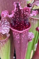 Sarracenia Mr Purple Haze | North American Pitcher Plant