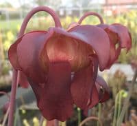 Sarracenia Mr Purple Haze | North American Pitcher Plant