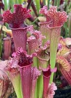 Sarracenia Mr Purple Haze | North American Pitcher Plant