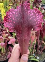 Sarracenia Mr Purple Haze | North American Pitcher Plant