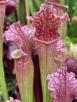 Sarracenia Mr Purple Haze | North American Pitcher Plant