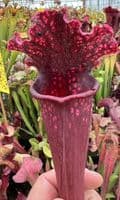 Sarracenia Mr Purple Haze | North American Pitcher Plant
