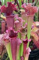 Sarracenia Mr Purple Haze | North American Pitcher Plant