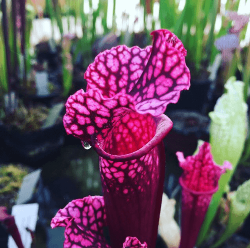 SH061 Sarracenia Mr Purple Haze