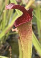 S x excellens pubescent form | North American Pitcher Plant