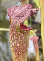 S x excellens pubescent form | North American Pitcher Plant
