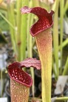 S x excellens pubescent form | North American Pitcher Plant