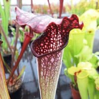 S x excellens pubescent form | North American Pitcher Plant