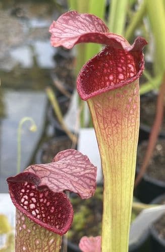 SH063 Sarracenia x excellens pubescent form
