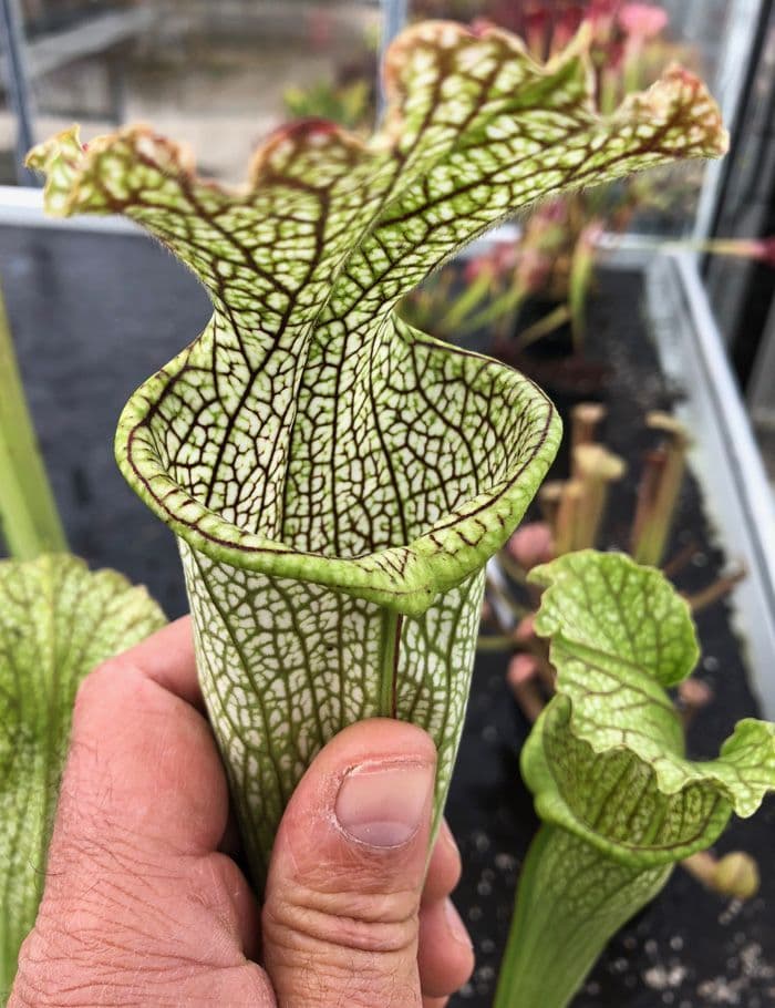 SH064 S leucophylla x S rubra ssp wherryi