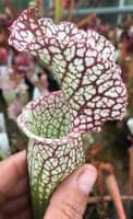 SH070 Sarracenia MR Pink rim