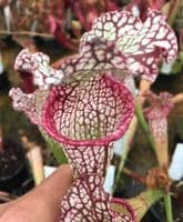 SH070 Sarracenia MR Pink rim