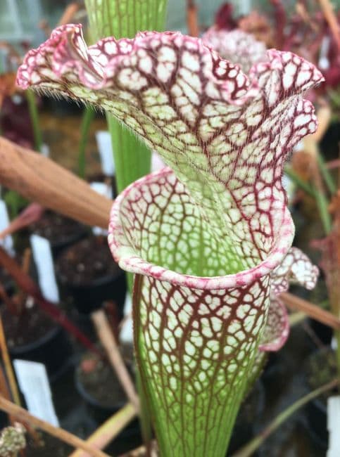 SH070 Sarracenia MR Pink rim
