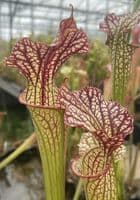 Sarracenia cv Walkers hybrid | North American Pitcher Plant