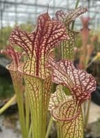 Sarracenia cv Walkers hybrid | North American Pitcher Plant