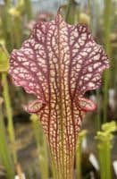 Sarracenia cv Walkers hybrid | North American Pitcher Plant