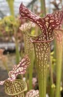 Sarracenia cv Walkers hybrid | North American Pitcher Plant