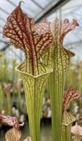 Sarracenia cv Walkers hybrid | North American Pitcher Plant