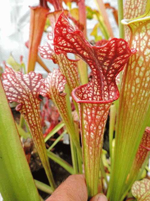 Sarracenia cv Walkers hybrid | North American Pitcher Plant