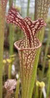 Sarracenia cv Walkers hybrid | North American Pitcher Plant